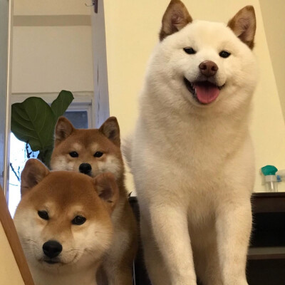 小柴柴~超可爱✺(^O^)✺