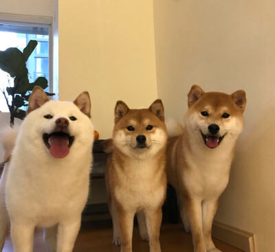 小柴柴~超可爱✺(^O^)✺