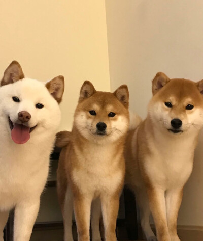 小柴柴~超可爱✺(^O^)✺