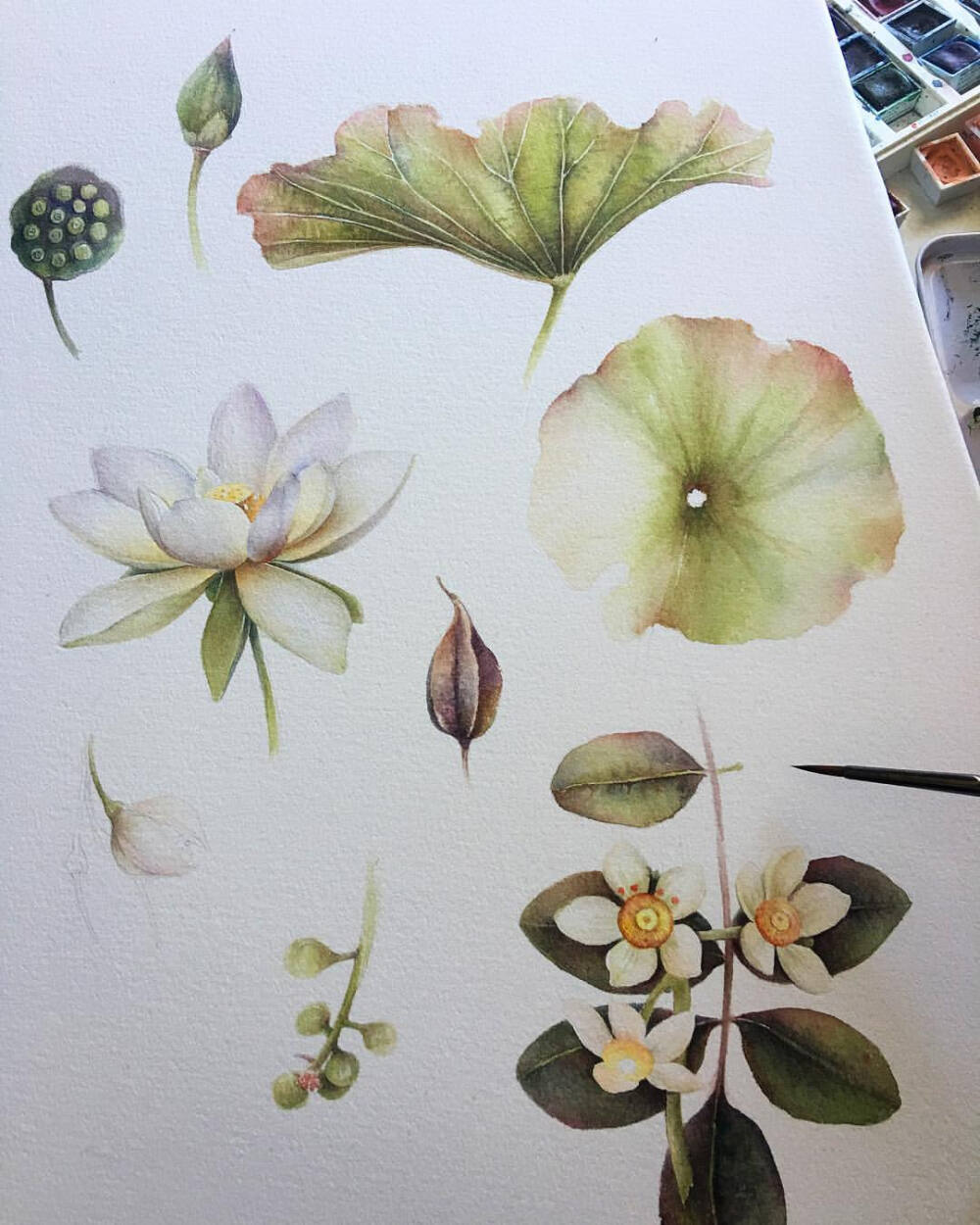 from ins marinapravnikart