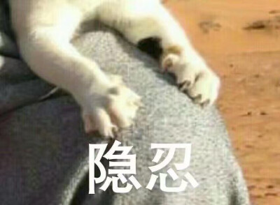 动物