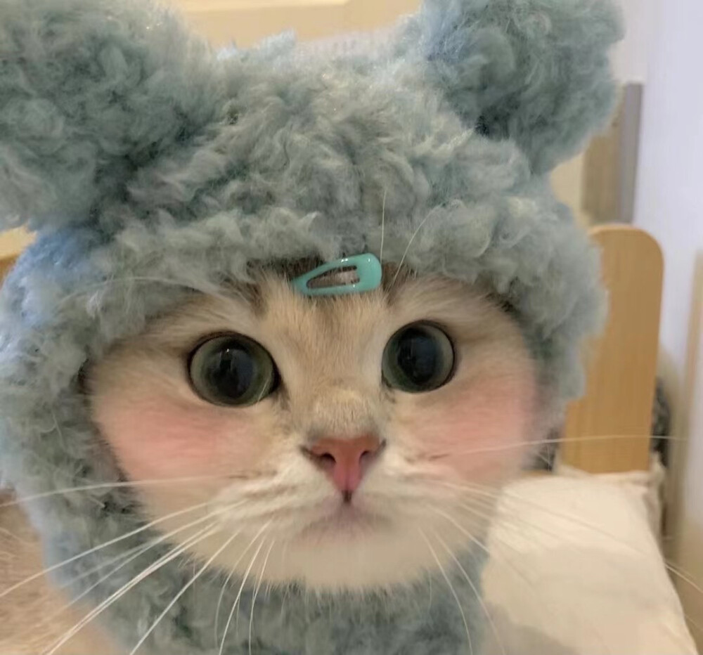 猫咪头像