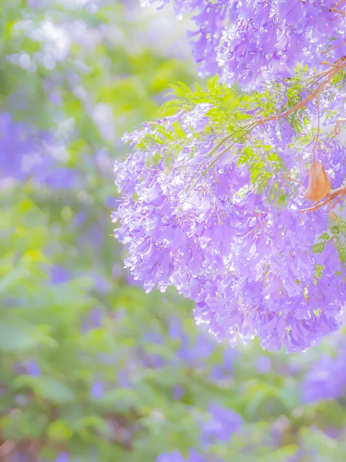 花海