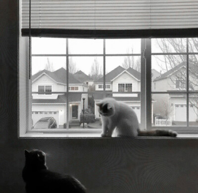 
：“Oliver，你为什么在春天订婚。”
