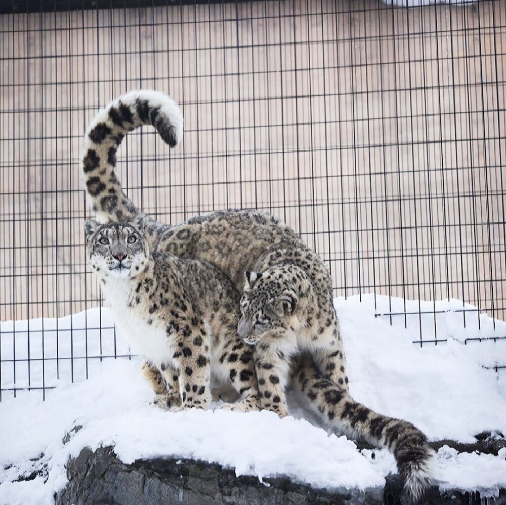 雪豹