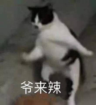  『阿猫阿狗沙雕表情包』
图源网络 可补充至评论区
素质取图！！！