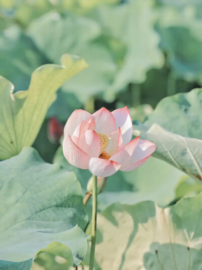 夏日清凉壁纸，荷花