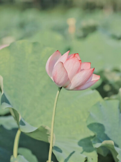 夏日清凉壁纸，荷花