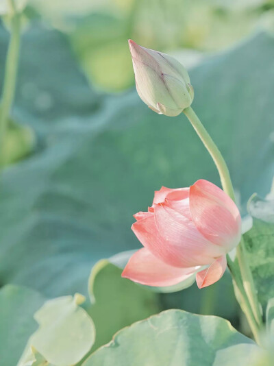 夏日清凉壁纸，荷花