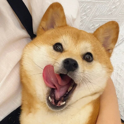 柴犬头像～
|头像|萌宠头像|