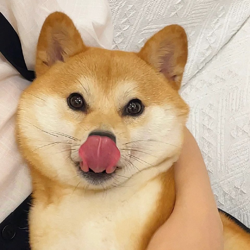 柴犬头像～
|头像|萌宠头像|
