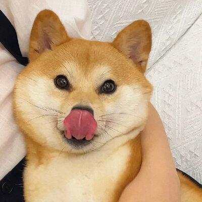 柴犬头像～
|头像|萌宠头像|