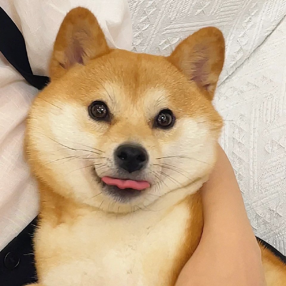 柴犬头像～
|头像|萌宠头像|