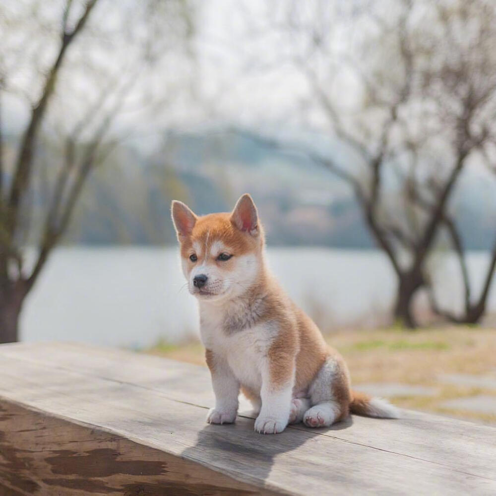 小柴犬的日常～
|萌宠壁纸头像|