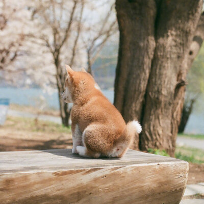 小柴犬的日常～
|萌宠壁纸头像|