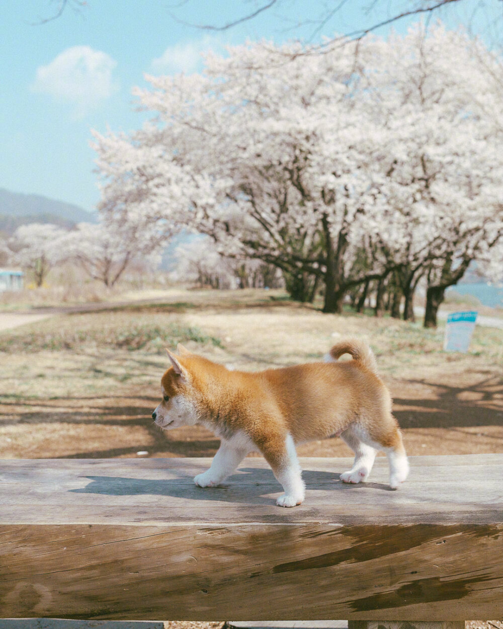 小柴犬的日常～
|萌宠壁纸头像|