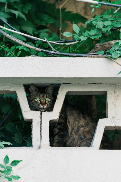 可爱猫猫