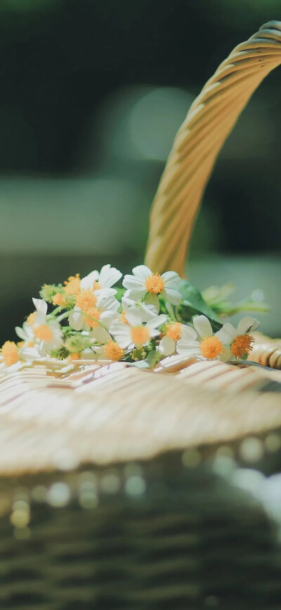 雏菊的花语是——隐藏在心中的爱