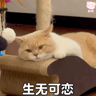 猫咪表情包动图
可爱的表情包