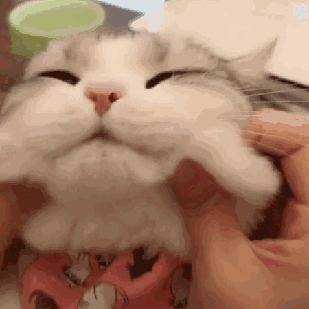 猫咪表情包 - 高清图片,堆糖,美图壁纸兴趣社区