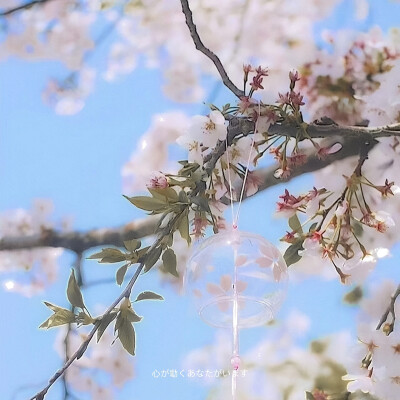  除了樱花和爱情还有心动的你
桜と恋のほかに、心が動くあなたがいます