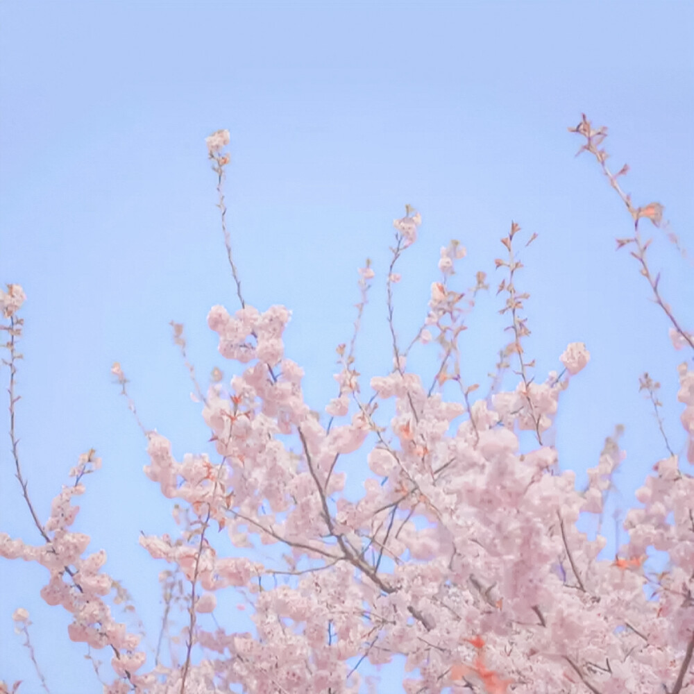  除了樱花和爱情还有心动的你
桜と恋のほかに、心が動くあなたがいます