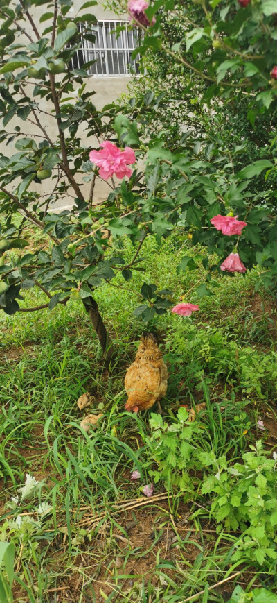 母鸡带三只小鸡崽子找虫