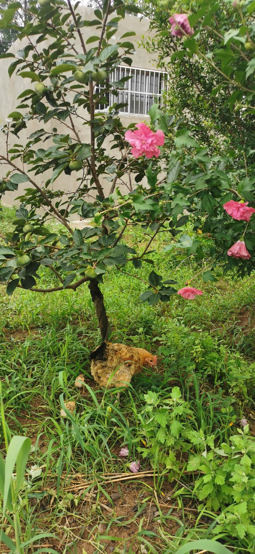 母鸡带三只小鸡崽子找虫