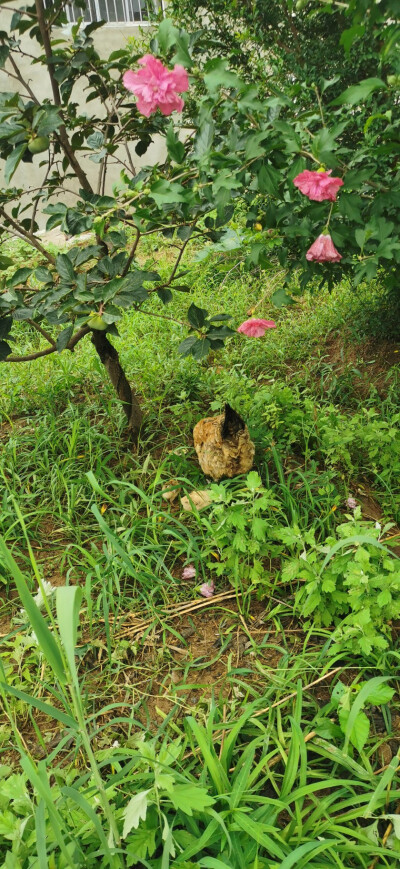 母鸡带三只小鸡崽子找虫