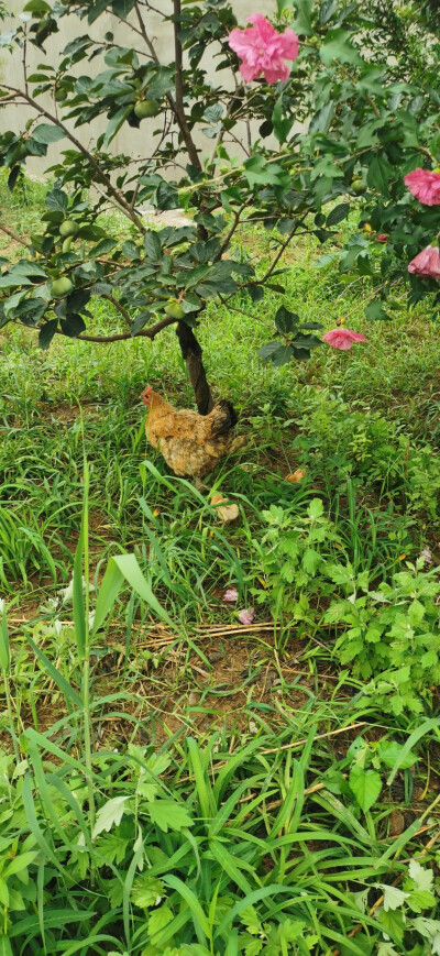 母鸡带三只小鸡崽子找虫