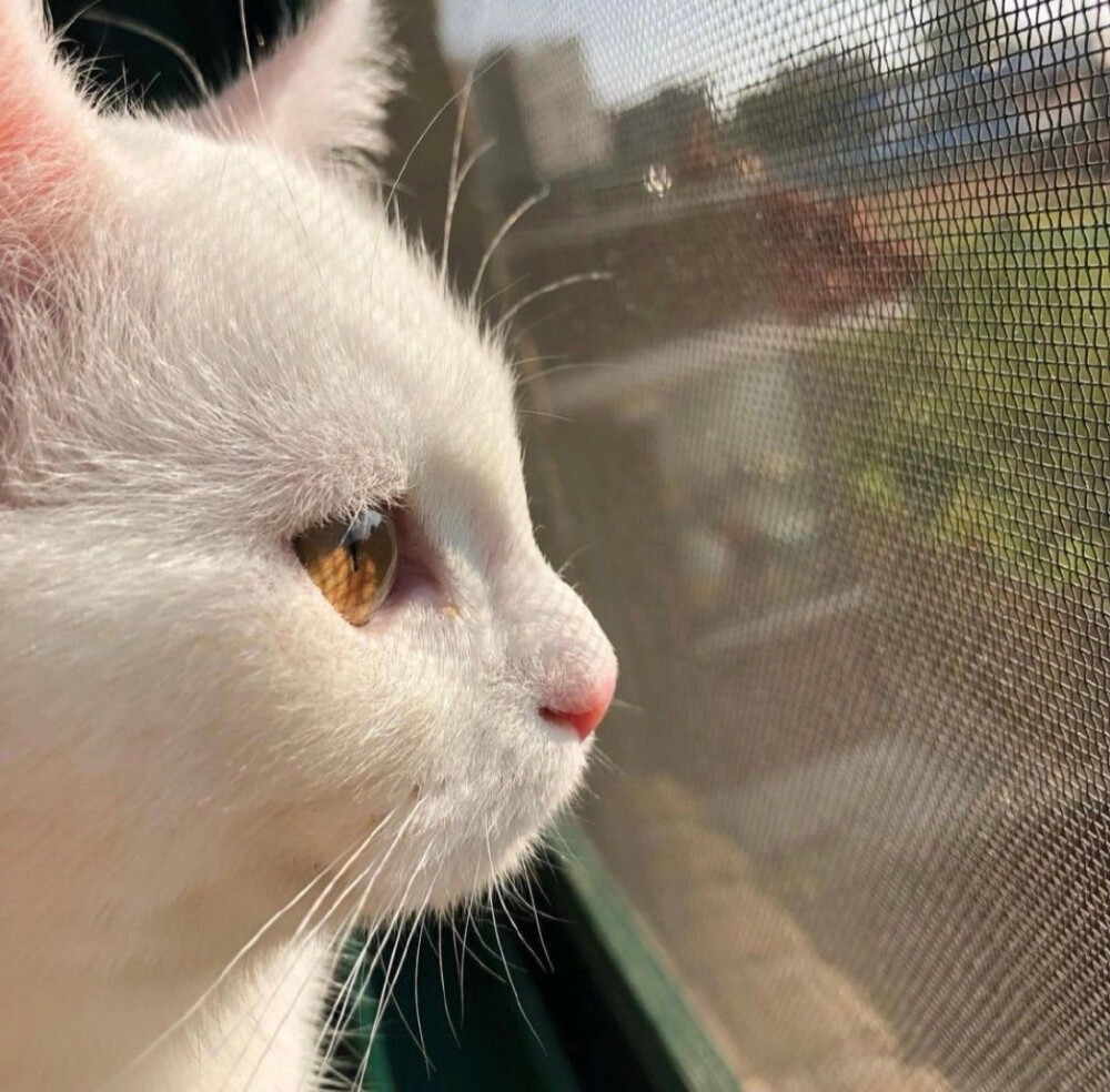 小猫咪应该也会有烦恼吧～
|萌宠头像|猫咪头像|