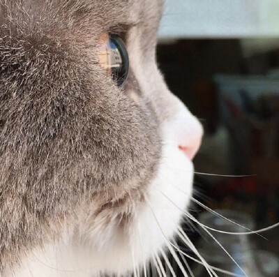 小猫咪应该也会有烦恼吧～
|萌宠头像|猫咪头像|