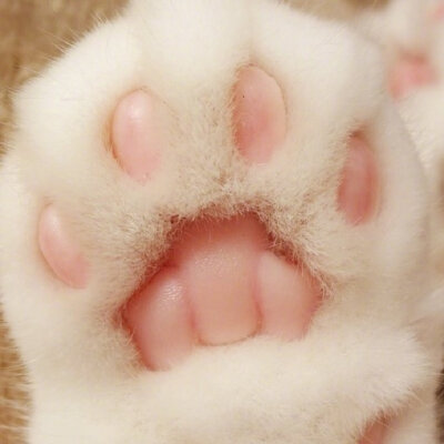 小猫咪应该也会有烦恼吧～
|萌宠头像|猫咪头像|