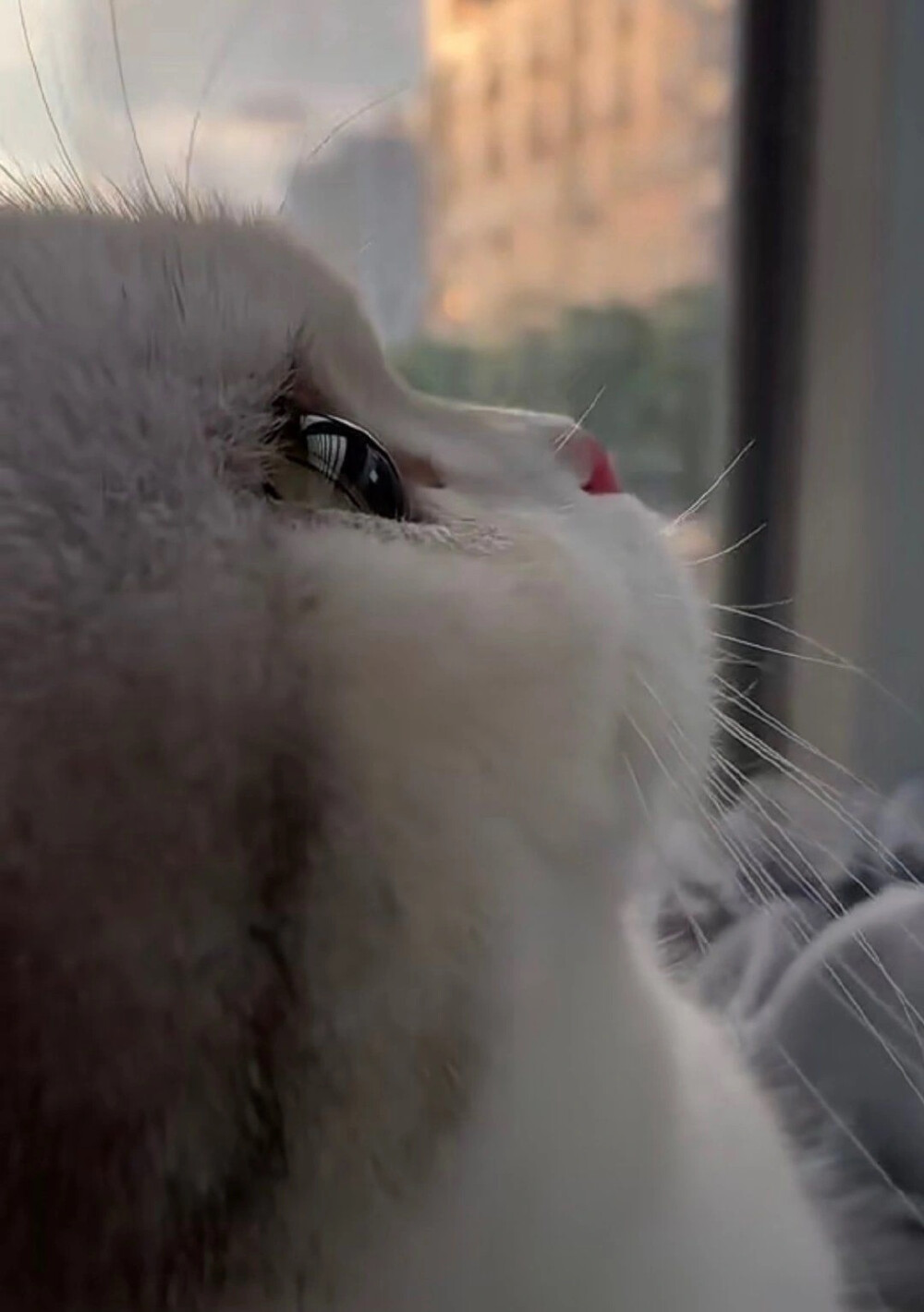 小猫咪应该也会有烦恼吧～
|萌宠头像|猫咪头像|