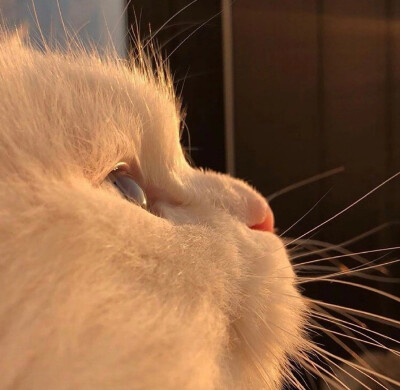 小猫咪应该也会有烦恼吧～
|萌宠头像|猫咪头像|