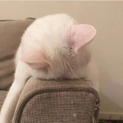 小猫咪应该也会有烦恼吧～
|萌宠头像|猫咪头像|