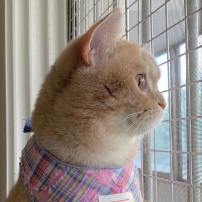 小猫咪应该也会有烦恼吧～
|萌宠头像|猫咪头像|