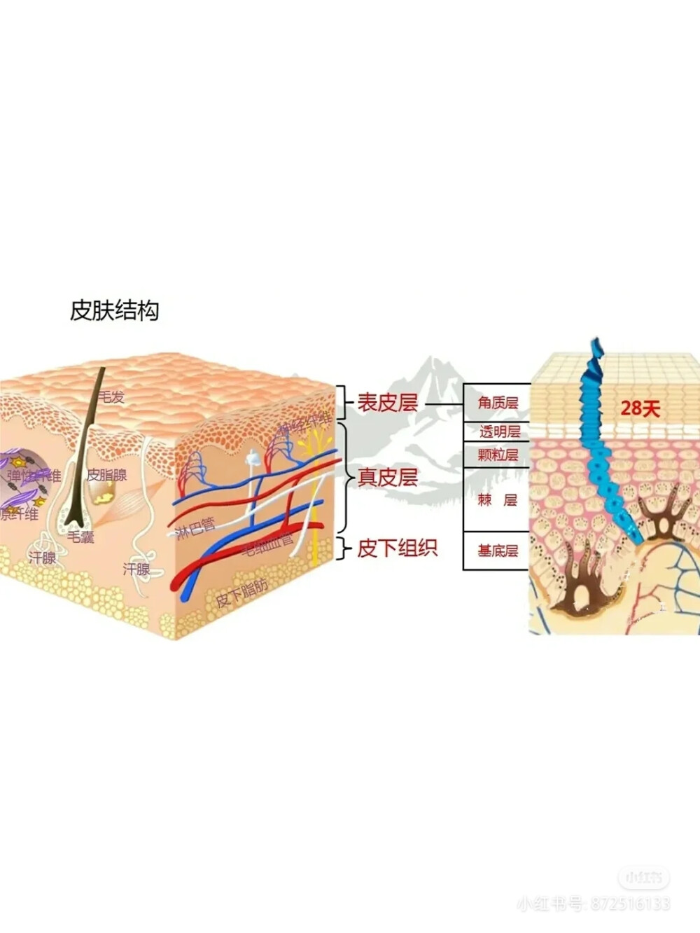 皮肤