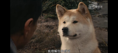 电影：忠犬八公