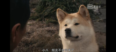 电影：忠犬八公