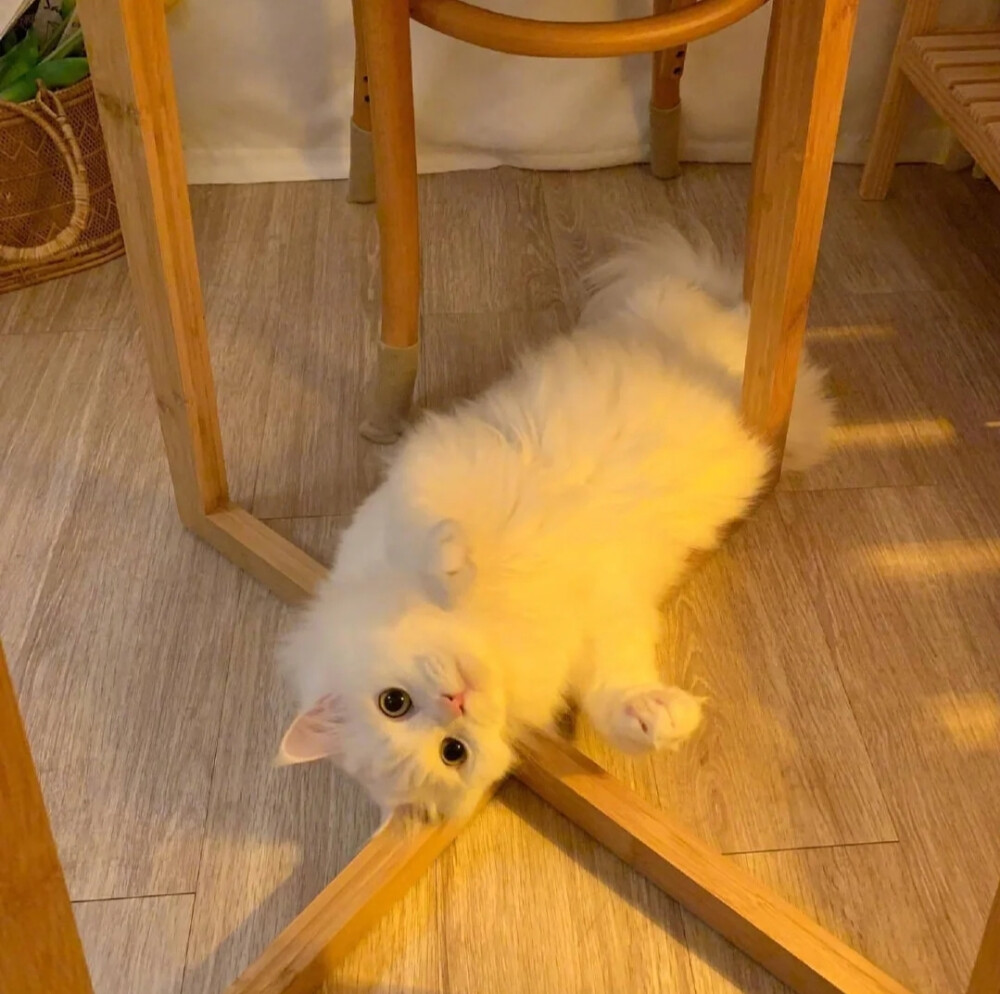 背景图
拿图点赞