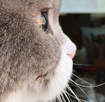 喵喵应该也会有烦恼吧～