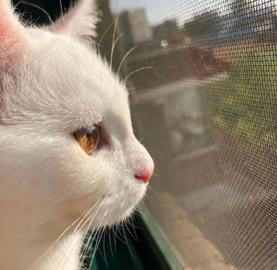 喵喵应该也会有烦恼吧～