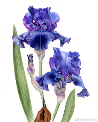 水彩花卉~by.pavlinakourkova
