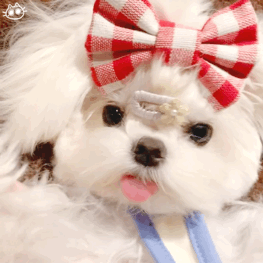 狗狗表情包☆自制