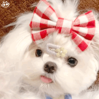 狗狗表情包☆自制