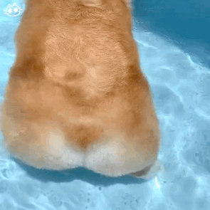 狗狗表情包☆自制