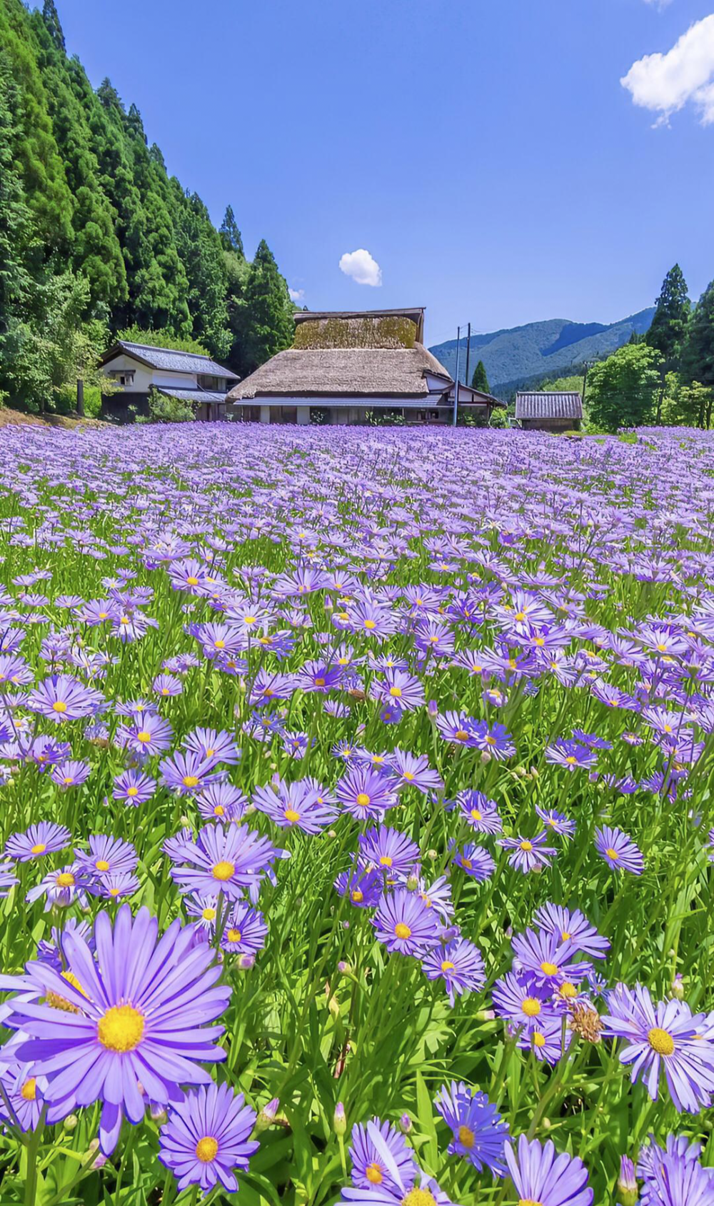 小花花送给你