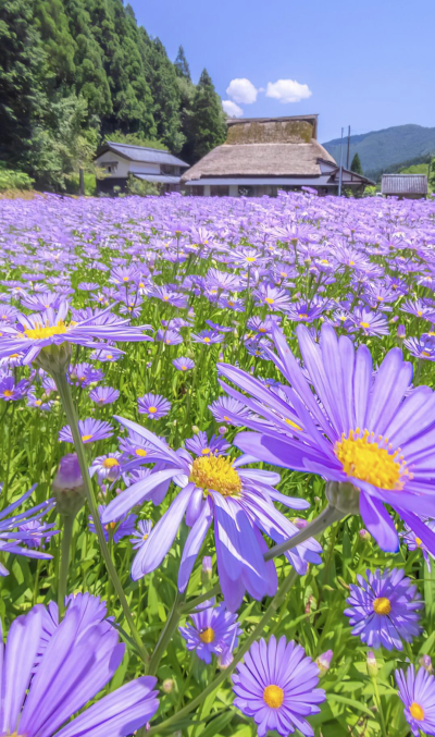 小花花送给你