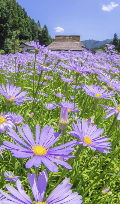 小花花送给你